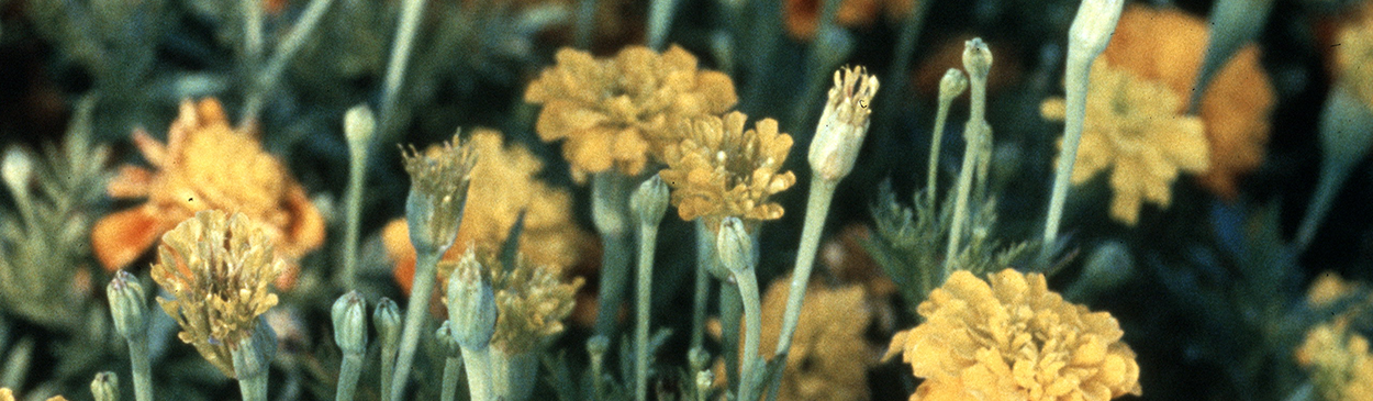 Atypically pale yellow and undersized or undeveloped marigold flowers due to infection by aster yellows phytoplasma.