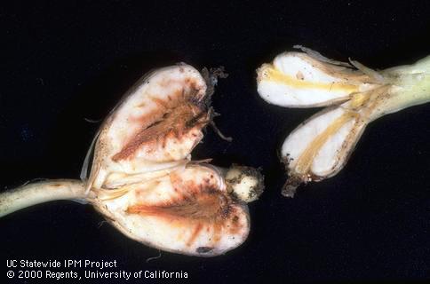 Brown vascular discoloration due to fusarium.