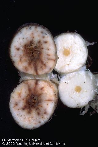 Brown vascular discoloration due to fusarium.