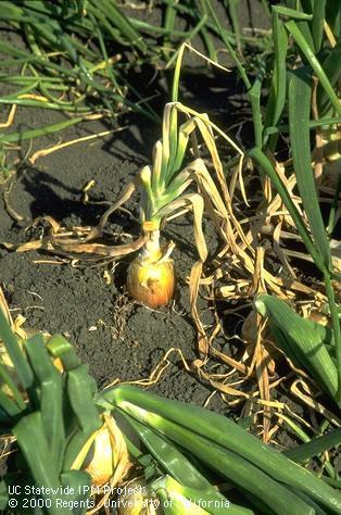 Yellowing and dieback of foliage on onion with Fusarium basal rot.