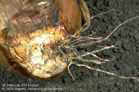 Root infected with fusarium basal rot.