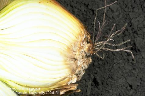 Onion bulbs infected with Fusarium basal rot.