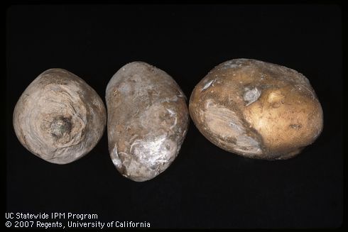 Tuber damaged by Fusarium dry rot, seed piece decay.