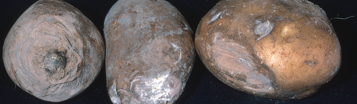 White or pink mycelium develops on the surface of tubers with Fusarium dry rot.