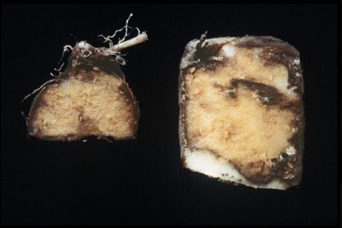 Tuber damaged by seed piece decay.