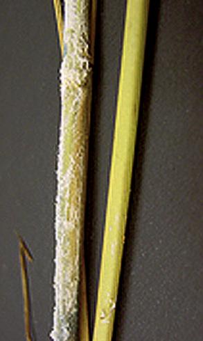 Cottony, sporulating mycelia of bakanae, <i>Fusarium fujikuroi</i> (formerly <i>F. moniliforme</i> or <i>Gibberella fujikuroi</i>), on the stem of an infected rice plant. 