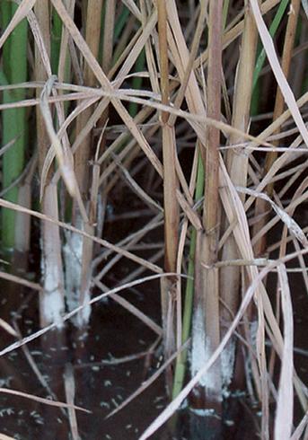 Sporulation masses of bakanae, <i>Fusarium fujikuroi</i> (formerly <i>F. moniliforme</i> or <i>Gibberella fujikuroi</i>), just above the water line in rice. 