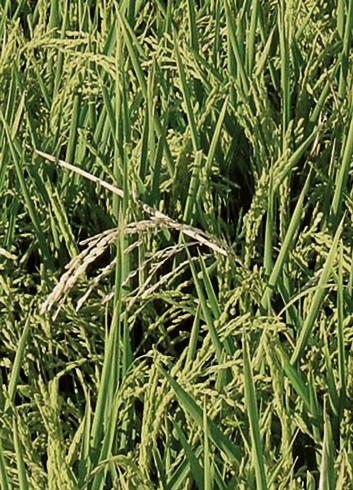 Empty rice panicles resulting from infection by bakanae, <i>Fusarium fujikuroi</i> (formerly <i>F. moniliforme</i> or <i>Gibberella fujikuroi</i>).