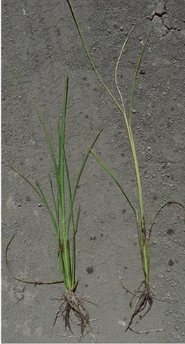 A healthy rice seedling (left) beside a slender, chlorotic seedling infected with bakanae, <i>Fusarium fujikuroi</i> (formerly <i>F. moniliforme</i> or <i>Gibberella fujikuroi</i>).