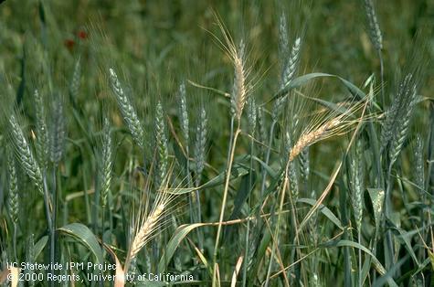 Grain or grain head damaged by footrot, common root rot.