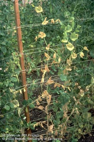 Fusarium root rot.