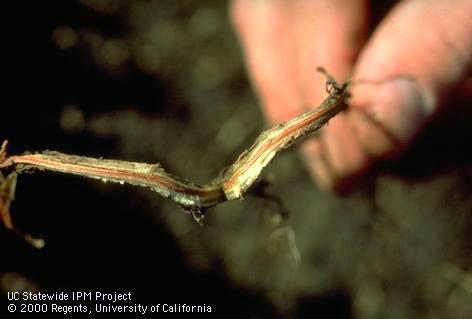 Root damaged by Fusarium root rot.