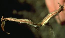 Discoloration of root tissue