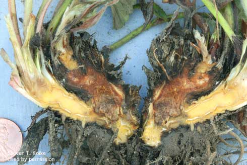 Internal brown discoloration of strawberry crown tissue infected with Fusarium wilt, caused by <i>Fusarium oxysporum</i> f. sp. <i>fragariae.</i>.