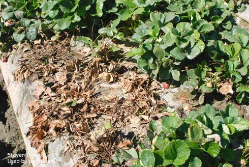 Collapse and desiccation of strawberry foliage damaged by Fusarium wilt, caused by <i>Fusarium oxysporum</i> f. sp. <i>fragariae.</i>.