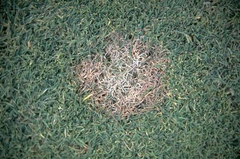 Fusarium patch damage to bentgrass turf.