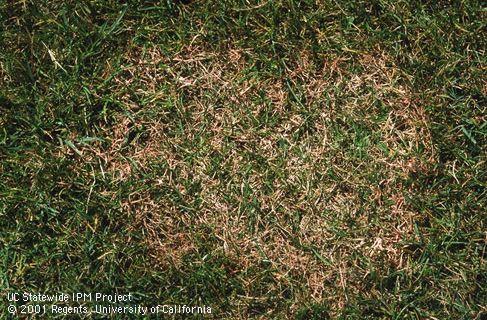 Bermudagrass and creeping bentgrass killed by Fusarium patch.