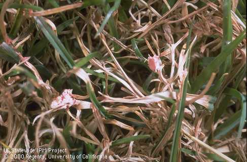 Fusarium patch pink snow mold mycelia and spores on turfgrass.