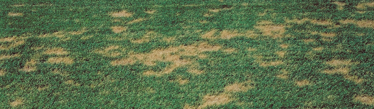 Circular spots in annual bluegrass caused by Fusarium blight.