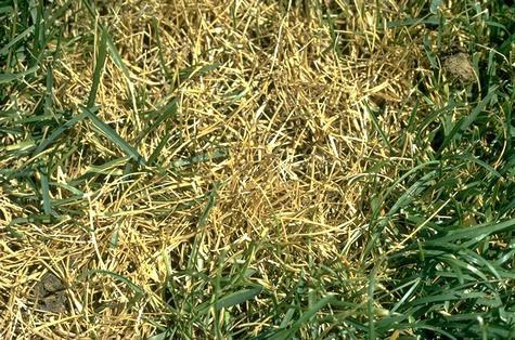 A close view of Fusarium blight damage to annual bluegrass.