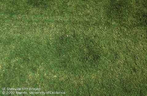 Water-soaked patches of bermudagrass infected by Fusarium patch.