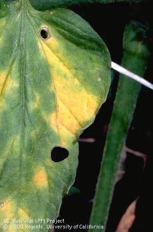 Damage casuing symptom of Fusarium wilt.