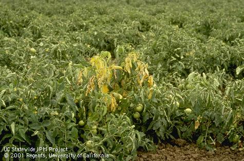 Yellowing and wilting of a tomato plant caused by Fusarium wilt.