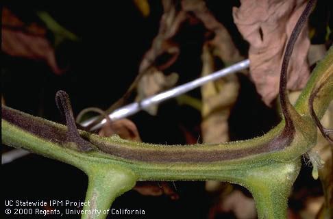 Stem damaged by Fusarium wilt.