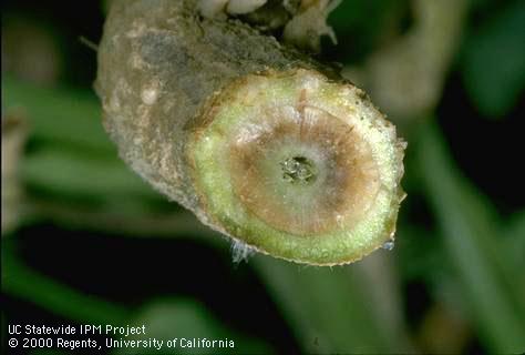 Reddish brown vascular discoloration caused by Fusarium wilt.