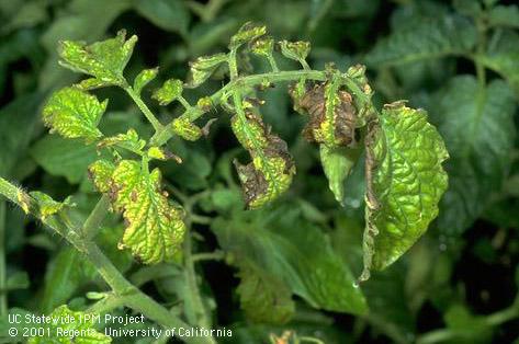 Yellowing and browning of tomato leaflets caused by Fusarium root rot.