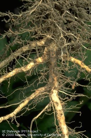 A tomato tap root with a dark brown lesion caused by Fusarium root rot.