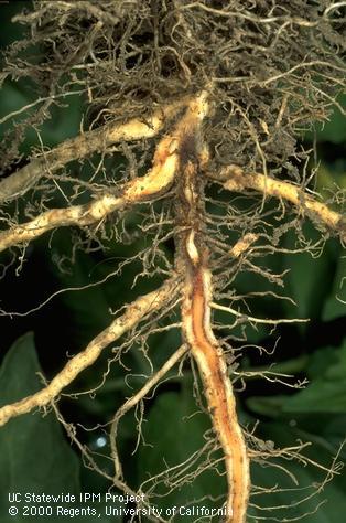 A tomato root showing red-brown vascular stains from Fusarium root rot.