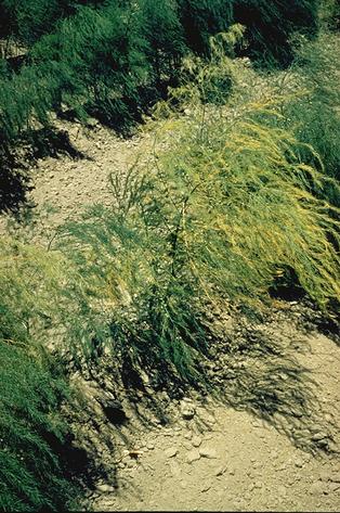 Asparagus fern yellowing from Fusarium wilt.