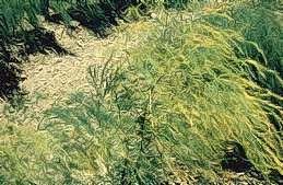 Discoloration of ferns