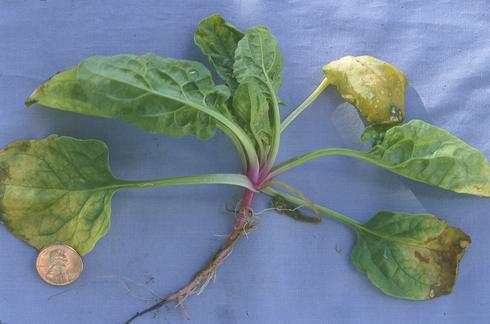 Leaf yellowing from Fusarium root rot caused by <I>Fusarium oxysporum.</I> .