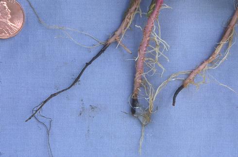 Black root tips of plants with Fusarium root rot caused by <I>Fusarium oxysporum.</I> .