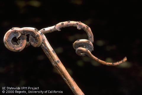 A smoke tree limb distorted by a genetic disorder, virus, or bacterium.