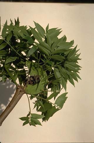 Distorted stem and tufted leaves of fasciated Chinese pistache.