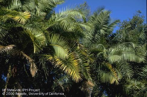 Canary Island palm with yellow fronds from Fusarium oxysporum infection.