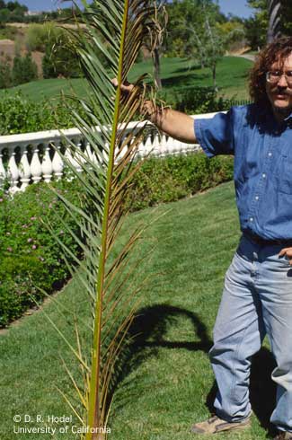 Fusarium wilt often appears first on only one side of the leaf. Credit: D. R. Hodel