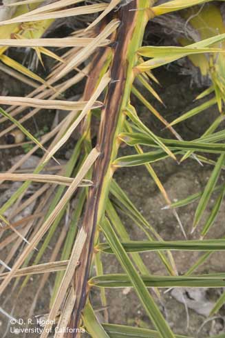 Extensive external and/or internal vascular discoloration or streaking extending along the petiole and rachis is typical of Fusarium wilt, caused by <I>Fusarium oxysporum f.</I> sp. <I>canariensis.</I> .