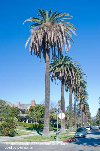 Canary Island date palms, <i>Phoenix canariensis</i>, with Fusarium wilt caused by <i>Fusarium oxysporum</i> f.sp. <i>canariensis</i>, typically have a much-reduced canopy of leaves.