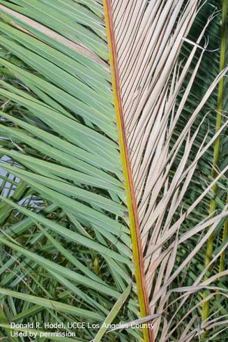 Symptoms of Fusarium wilt caused by <i>Fusarium oxysporum</i> f.sp. <i>canariensis</i>, affect the leaflets or pinnae on only one side of the leaf. Pinnae on one side are green while those on the other side are brown.