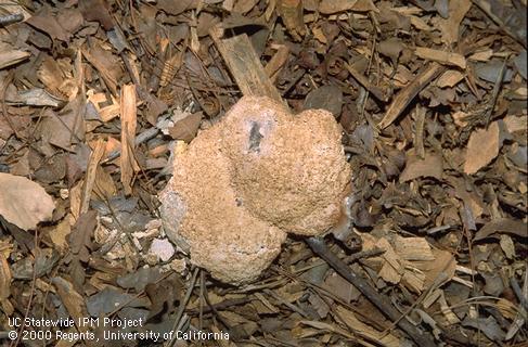 Sporangium of the dog vomit fungus slime mold.