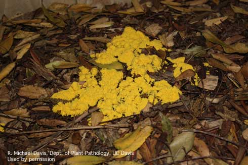 Slime mold, <i>Fuligo septica.</i>.