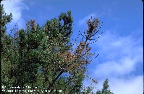 Branch dieback caused by pine pitch canker.