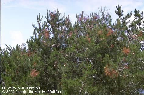 Branch/twig damaged by pine pitch canker.