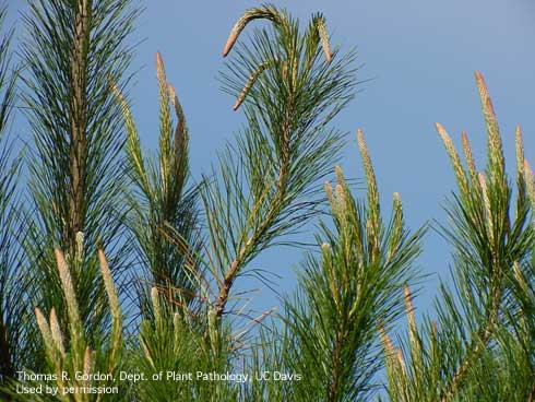 Infected Monterey pine branch tips showing initial wilting.