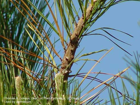 Monterey pine branch tips showing discolored needles at infection site.