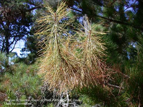 Infected Monterey pine branch tips showing chlorotic and dead needles caused by a girdling lesion